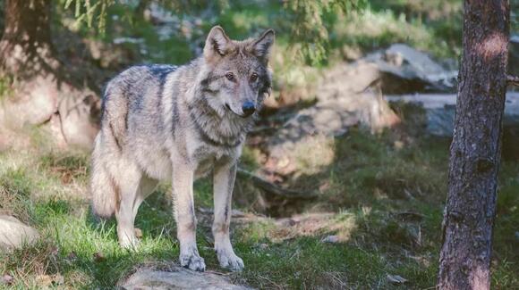 The US States With the Most Gray Wolves - NewsBreak