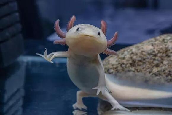 want-an-axolotl-as-a-pet-here-s-why-you-might-want-to-think-twice