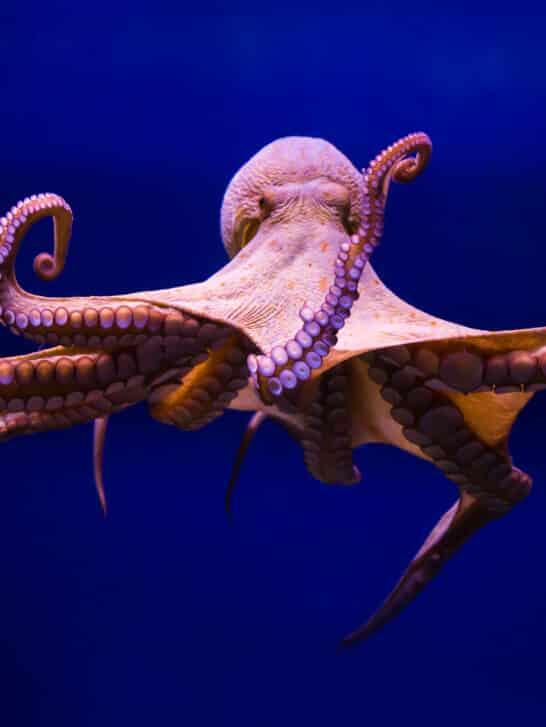 Masters of Camouflage: Torpedo Ray & Octopus - NewsBreak