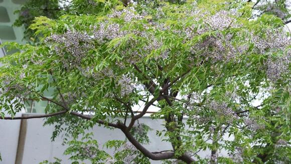 6 Invasive Trees That Will Take Over the Yard If You Let Them - NewsBreak