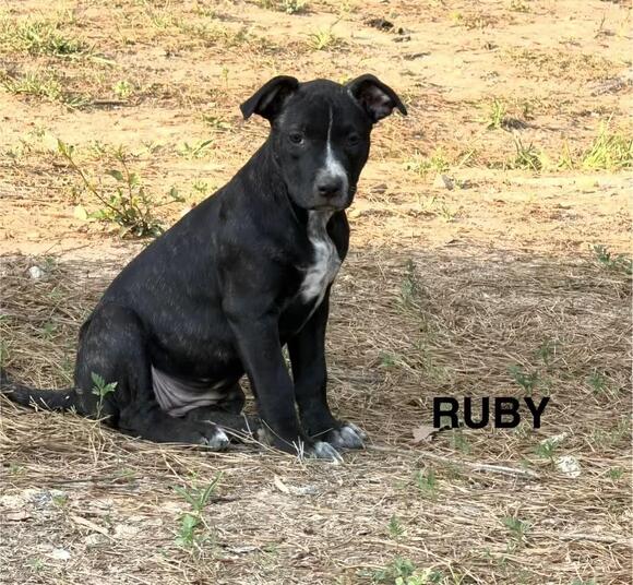 🐶 Playful Pups and Loyal Dogs Ready for Adoption in Smith Station ...