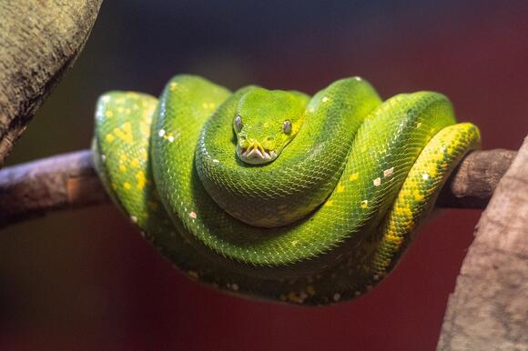 10 Essential Care Tips for the Beautiful Green Tree Python - NewsBreak