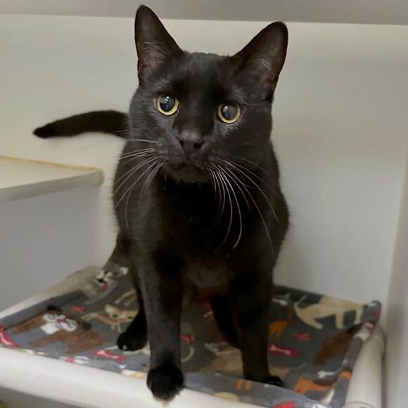 🐱 Friendly, Cuddly & Charming Cats Ready for Adoption in Woodinville ...