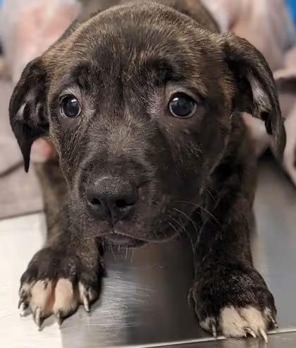 🐶 Playful, Loyal Dogs Ready for Adoption Around Cleveland - NewsBreak