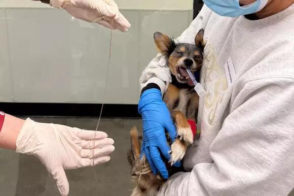 Dog comes in for a broken leg, but shocking X-ray makes the vet panic ...