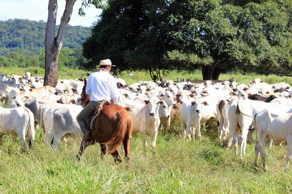 Most Expensive Cow sold for $4,000,000 - NewsBreak