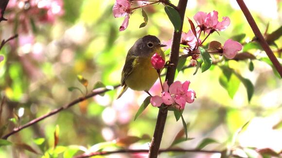 📅 Spring Bird Walk at Bay Beach Wildlife Sanctuary - NewsBreak
