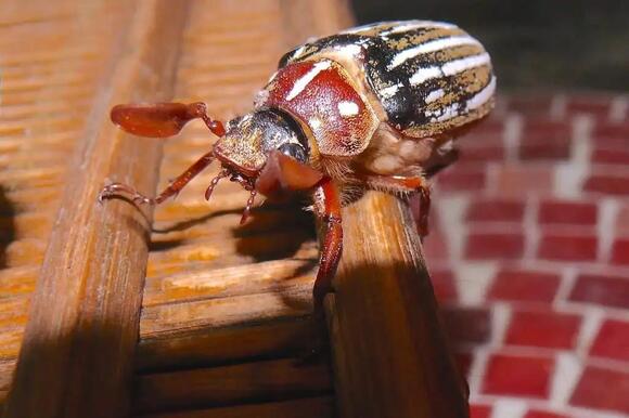 5 Insects That Start with J: From Jerusalem Crickets to Jar Flies ...