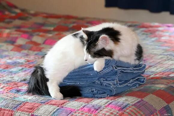 why-does-your-cat-choose-your-clothes-to-sleep-on-when-the-whole-bed-is