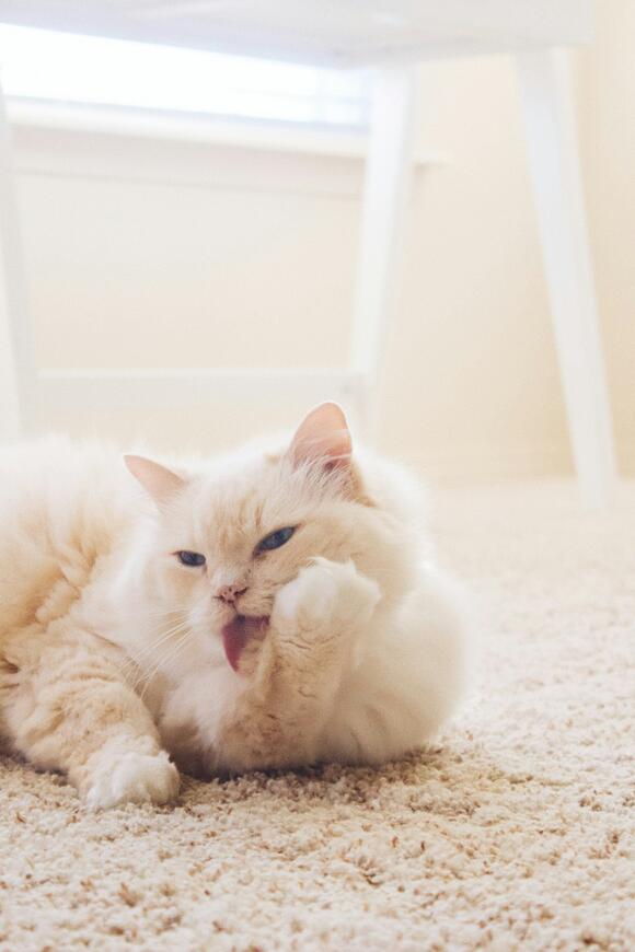 How to Tell If Your Cat Is Feeling Stressed and How to Help - NewsBreak