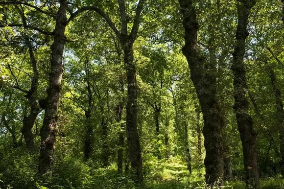 West Virginia’s rare chestnut grove of 200 trees faces relocation for ...