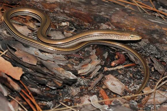 7 Types of Lizards in Alabama and How to Identify Them - NewsBreak