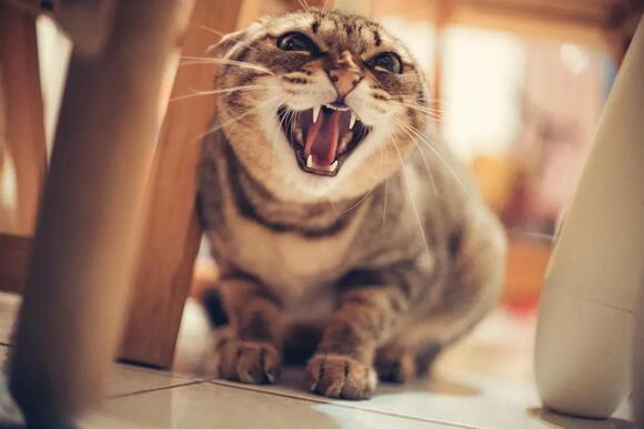 Image showcasing 6 Common Sounds Your Cat Makes and What They Really Mean - NewsBreak