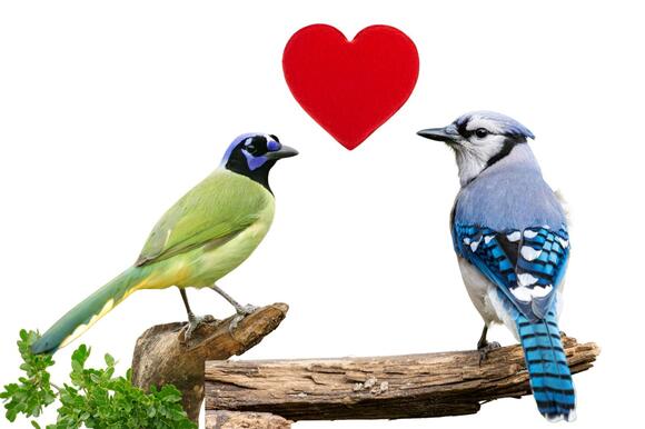 Birders in Texas Are on Alert After the Arrival of This Invasive ...