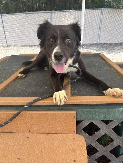 🐶 Friendly Lincolnton Dogs Ready Now for Loving Homes - NewsBreak