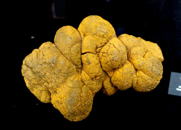 What Fossilized Dino Poop Reveals About Prehistoric Ecosystems - NewsBreak