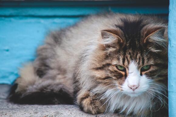 8-ways-cats-create-emotional-balance-for-themselves-newsbreak