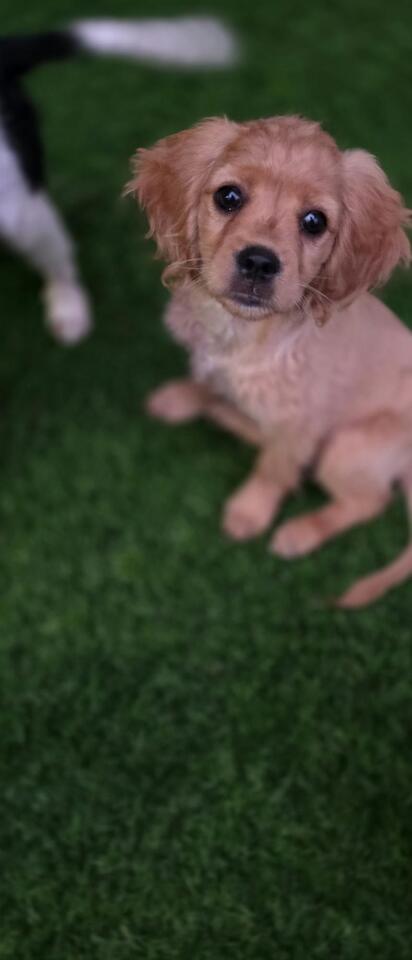 🐶 Playful Doodle & Spaniel Puppies Ready for Adoption in Shirley NY ...