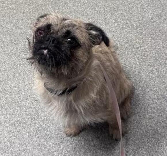🐶 Playful Puppies and a Gentle Pug Mix Ready for Adoption in Escondido ...
