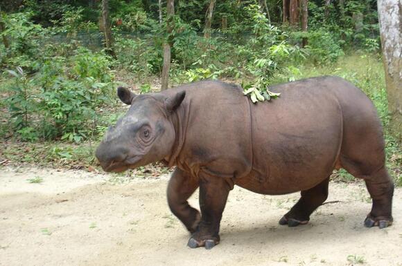 15 Animals That Could Soon Disappear Forever - NewsBreak