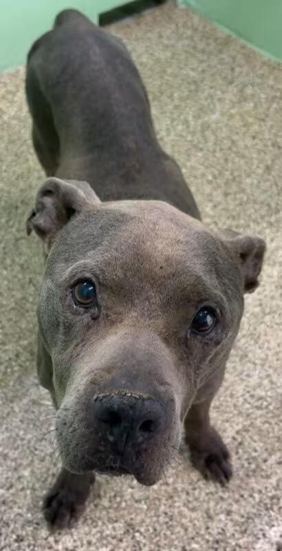 🐶 Playful, Gentle & Loyal Dogs Ready for Adoption in Katy, TX - NewsBreak