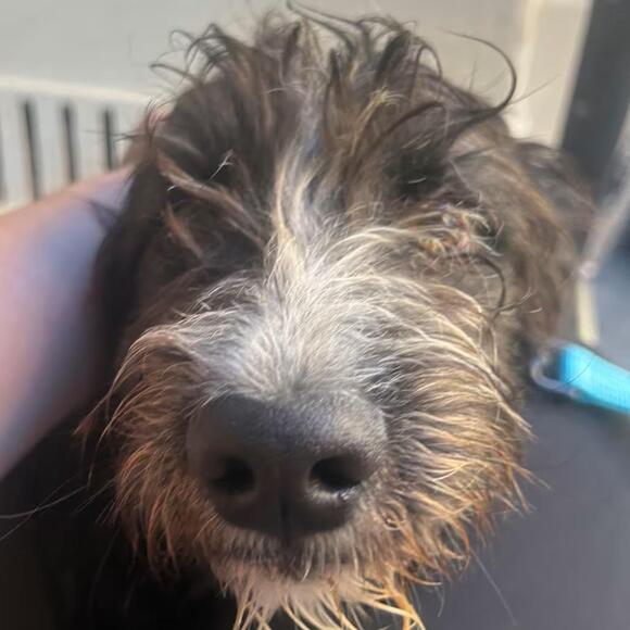 🐶 Playful, Gentle & Loyal Dogs Ready for Adoption in Pt. Richmond ...