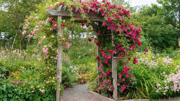 7 Steps to Growing Roses With Gorgeous Blooms All Season Long - NewsBreak