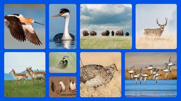 Walmart Foundation backs $18 million Great Plains conservation fund ...