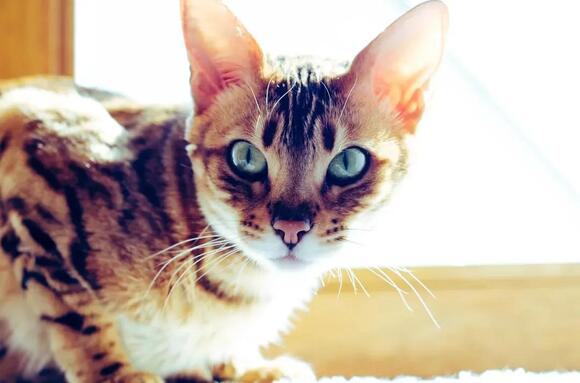 8-little-known-cat-facts-that-will-completely-change-how-you-see-your