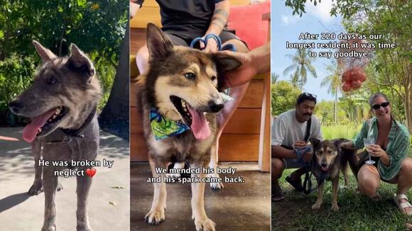 Abandoned Rescue Dog Waits Years for Family To Return, Then Finds a ...