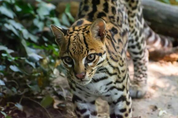 10-unique-traits-that-make-the-ocelot-one-of-the-most-beautiful-wild