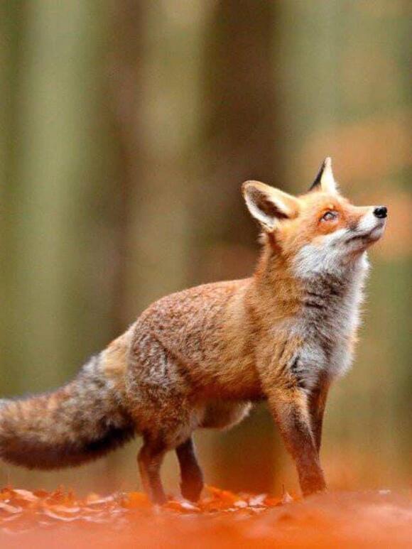 Foxes in Montana Types and Where They Live