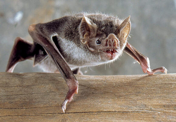 What Animal Is Stitch Supposed to Be? Sci-Fi Meets Nature - NewsBreak