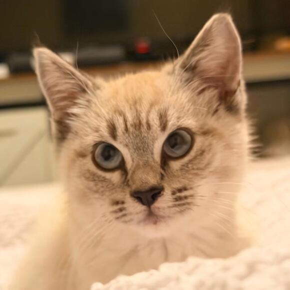 🐱 Playful & Sweet Cats Ready for Adoption in Chattanooga - NewsBreak