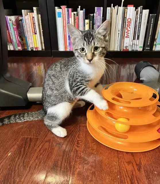 🐱 Playful, Gentle & Curious Cats Ready for Adoption in Canfield - NewsBreak