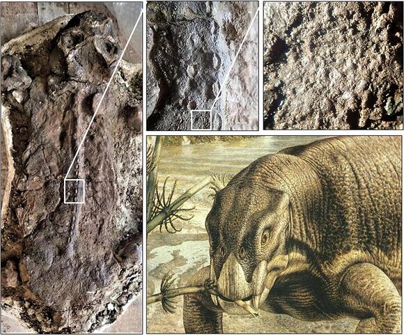 250-Million-Year-Old Fossil Egg Proves Mammal Ancestors Laid Eggs to ...