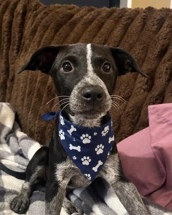 🐶 Playful Lab Mix Puppies Ready for Adoption in Lancaster, PA - NewsBreak