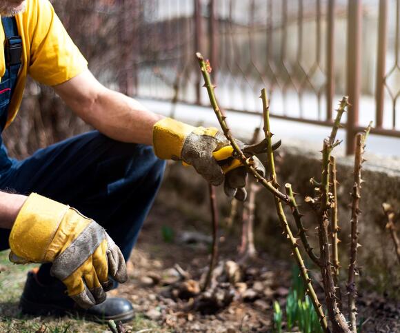 Prune These 7 Plants in October and They Will Come Back Better and ...