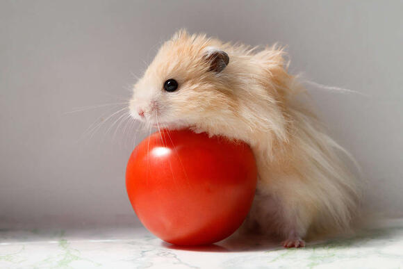 Can hamsters 2025 eat tomatoes