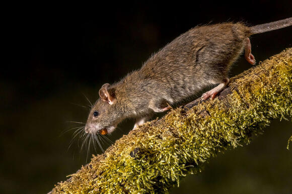 What Science Says About the Rats in Ratatouille - NewsBreak