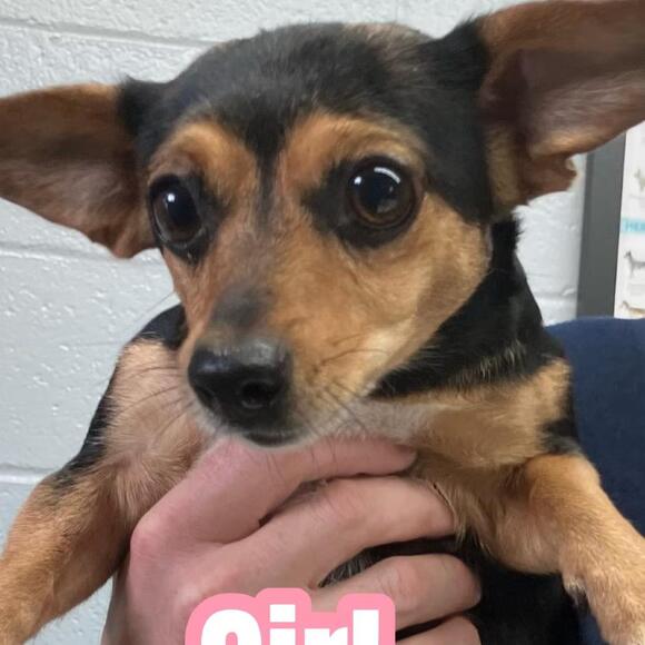 🐶 Playful Small-Breed Dogs Ready for Adoption in West Columbia - NewsBreak