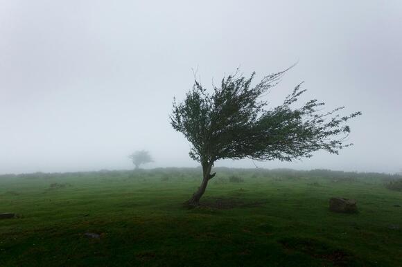 Arizona's Wet Autumn Creates Perfect Conditions For Mold Spores And ...