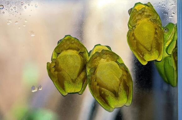 Mama Frogs Carry Babies on Their Backs - NewsBreak