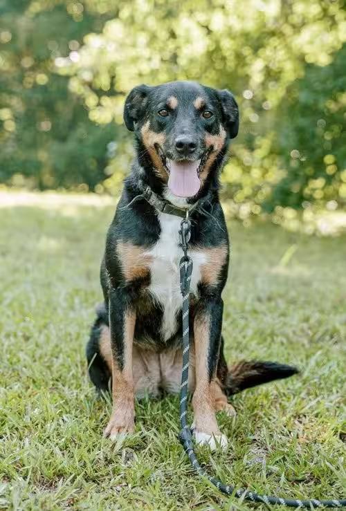 🐶 Loving Attalla Dogs Ready to Join Your Family - NewsBreak
