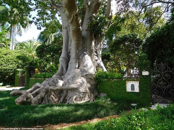 'Trophy trees' are the new wealth status symbol: America's super rich ...