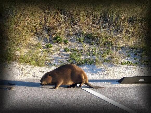 If Your Native American Zodiac Sign is a Beaver, Here’s What It Means ...