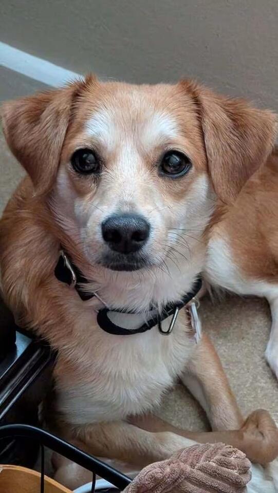 🐶 Playful & Loving Dogs Ready for Adoption in Wayne, NJ - NewsBreak