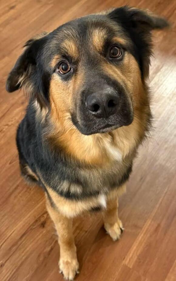 🐶 Playful & Loving Dogs Ready for Adoption in Olean - NewsBreak
