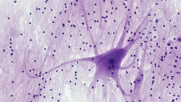 Neural Power: How Your Brain Generates Enough Electricity to Light an ...