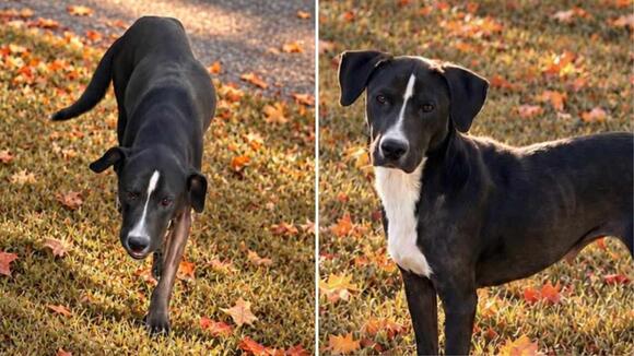 2-Year-Old Pup Ready For Love After Being Rescued From Shelter in South ...